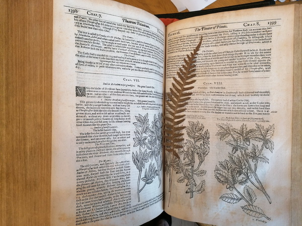 EtonCollLibrary's tweet photo. #Onmydesktoday Surprise! 🎁

🌿🌿Nice finding this in our copy of the Theatrum botanicum, London 1640 (Gh.1.07). 🌿🌿

Would you help us identify the leaf? 
@LinneanSociety #rarebooks #leaves https://t.co/5r9JfOQJSE