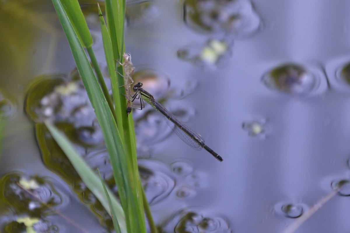 BrownEider's tweet photo. @TheDetermin8or Any chance you could help me with ID again please? Sorry about the poor photo's! @BDSdragonflies @GBS_Damselflies https://t.co/GTJaSd3KuQ