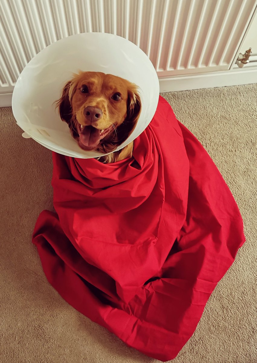 CameronHill13's tweet image. Blessed be the fruit #HandmaidsTale