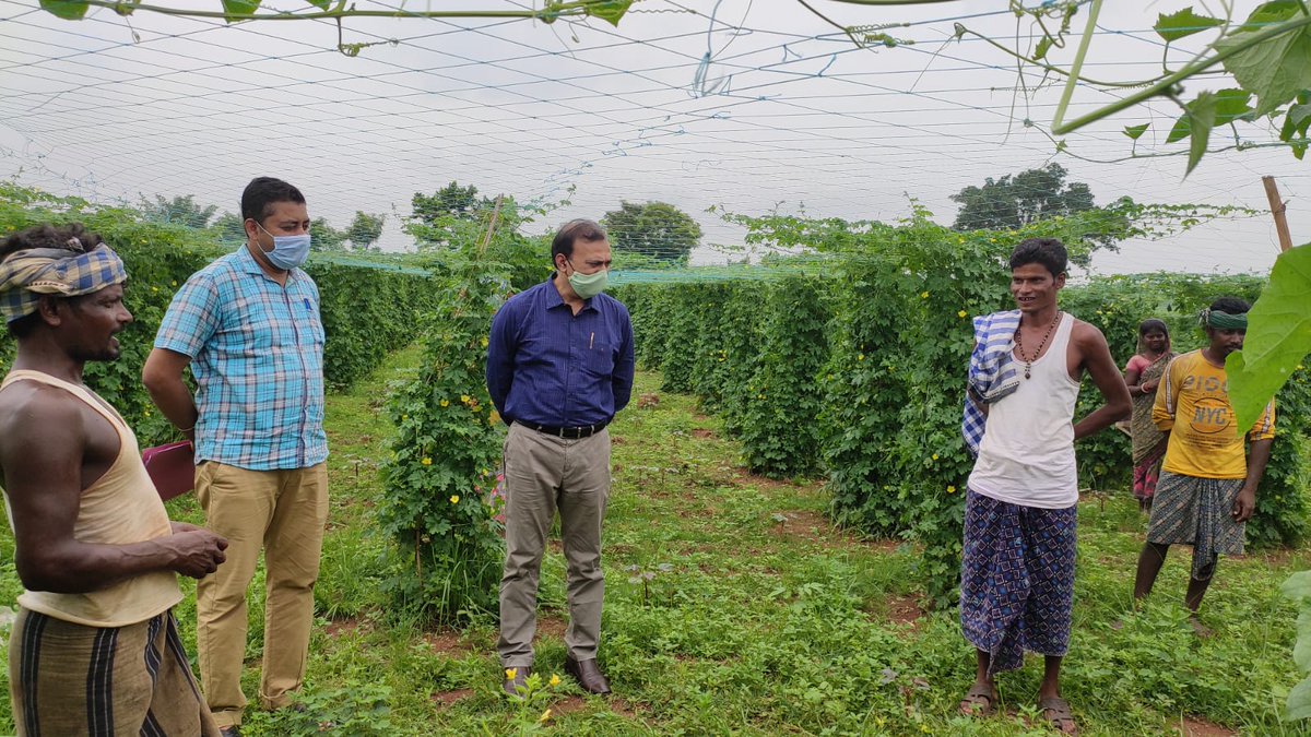 ST & SC Dev., M & BCW Dept, Govt. of Odisha, India (@stscdev) on Twitter photo ITDA Kaptipada facilitated & empowered small farmers of Godhimara, Bohubandha village of Udala block to take up livelihood activities as bitter gourd on commercial scale under Mission Jeevika initiative
<a href="/CMO_Odisha/">CMO Odisha</a> <a href="/TribalAffairsIn/">Ministry of Tribal Affairs, Govt. of India</a> <a href="/SecyChief/">ChiefSecyOdisha</a> <a href="/IPR_Odisha/">I & PR Department, Odisha</a> <a href="/MoSarkar5T/">MoSarkar 5T</a> <a href="/saraka_fan/">Jagannath Saraka</a> ITDA Kaptipada facilitated & empowered small farmers of Godhimara, Bohubandha village of Udala block to take up livelihood activities as bitter gourd on commercial scale under Mission Jeevika initiative
<a href="/CMO_Odisha/">CMO Odisha</a> <a href="/TribalAffairsIn/">Ministry of Tribal Affairs, Govt. of India</a> <a href="/SecyChief/">ChiefSecyOdisha</a> <a href="/IPR_Odisha/">I & PR Department, Odisha</a> <a href="/MoSarkar5T/">MoSarkar 5T</a> <a href="/saraka_fan/">Jagannath Saraka</a>