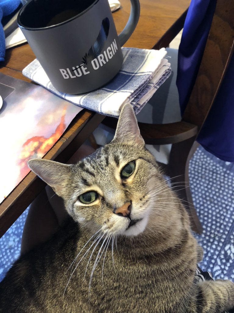 astroaddie's tweet photo. I’m on @spacechannelnet and @fox35orlando this morning chatting about the Blue Origin launch! My coworker is also excited to watch the coverage this morning 😺🚀
#gowally https://t.co/cAnSQmKv4Y