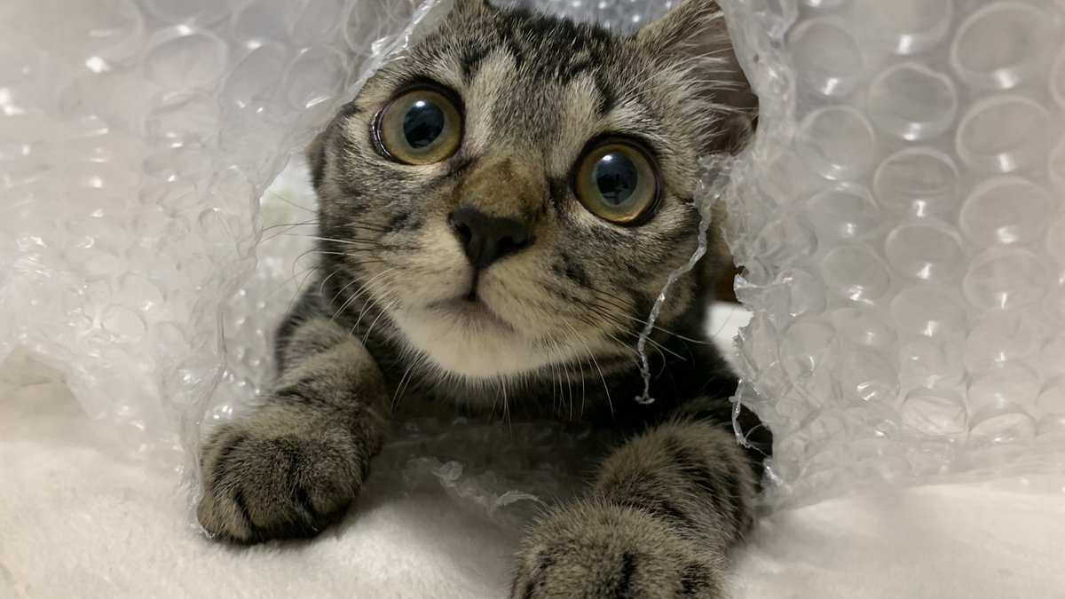 プチプチ好きだね