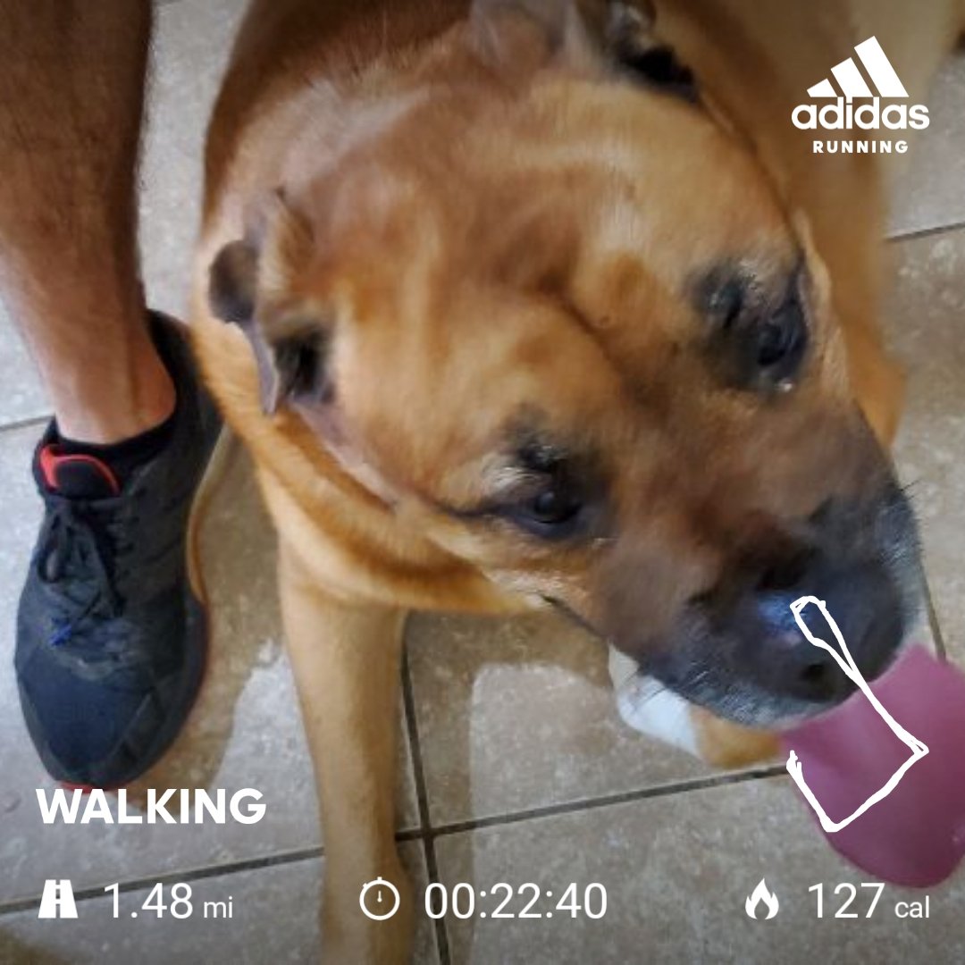 We saw a Coyote on our #dogwalk. Should have taken a picture.