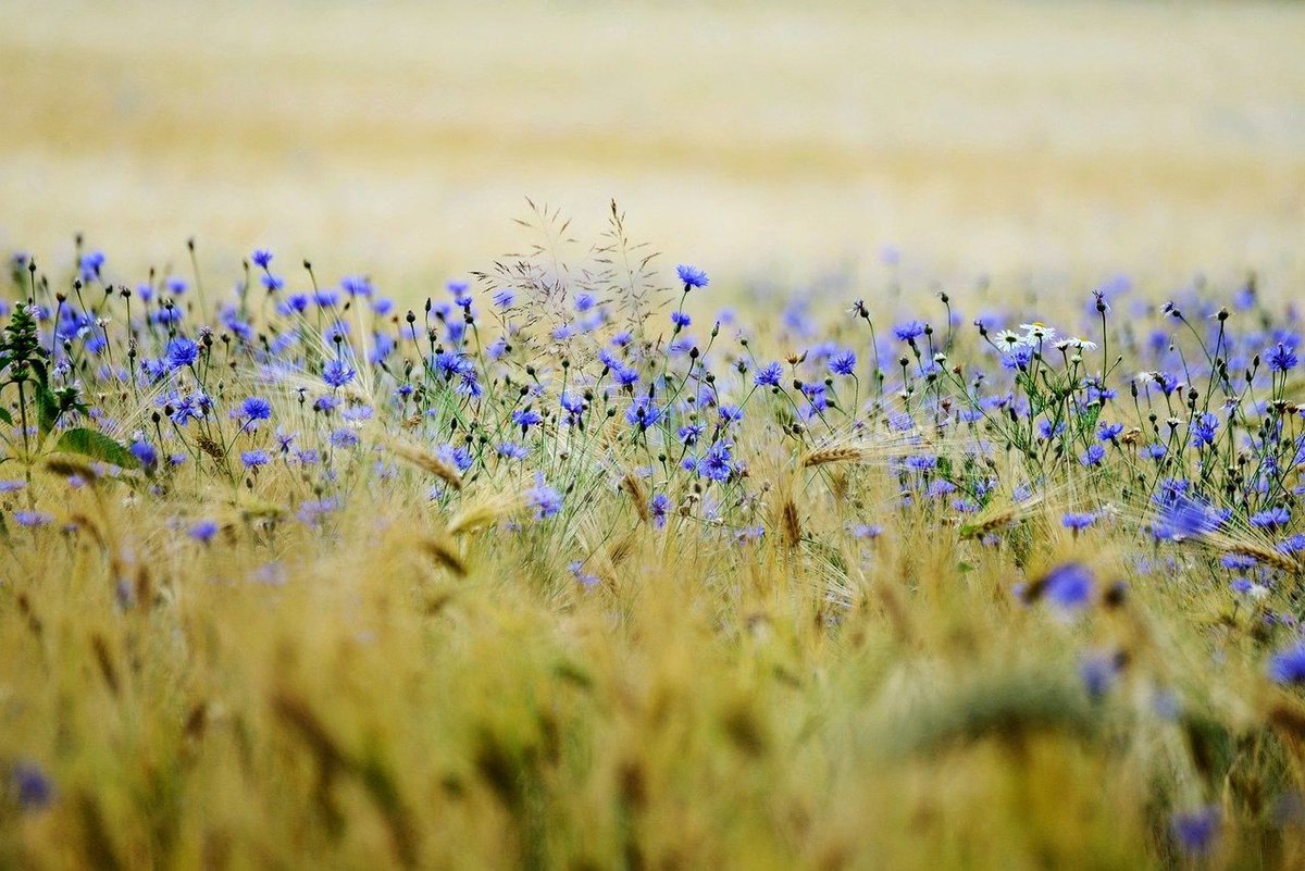 Hochsommerliche Impressionen aus dem Waldecker Land. Der Sommer von seiner schönsten Seite.