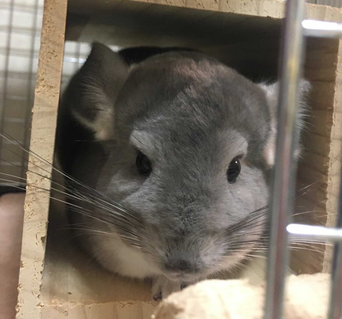 cielandyuko's tweet photo. ���まり遊べなかったから、
明日は、いっぱい遊ぼうね🐭😊 https://t.co/pBBpDMJPde