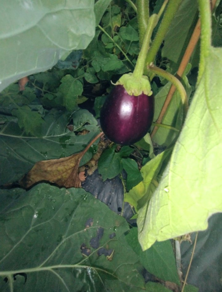 @TubularTransMan ratio by this eggplant i'm growing