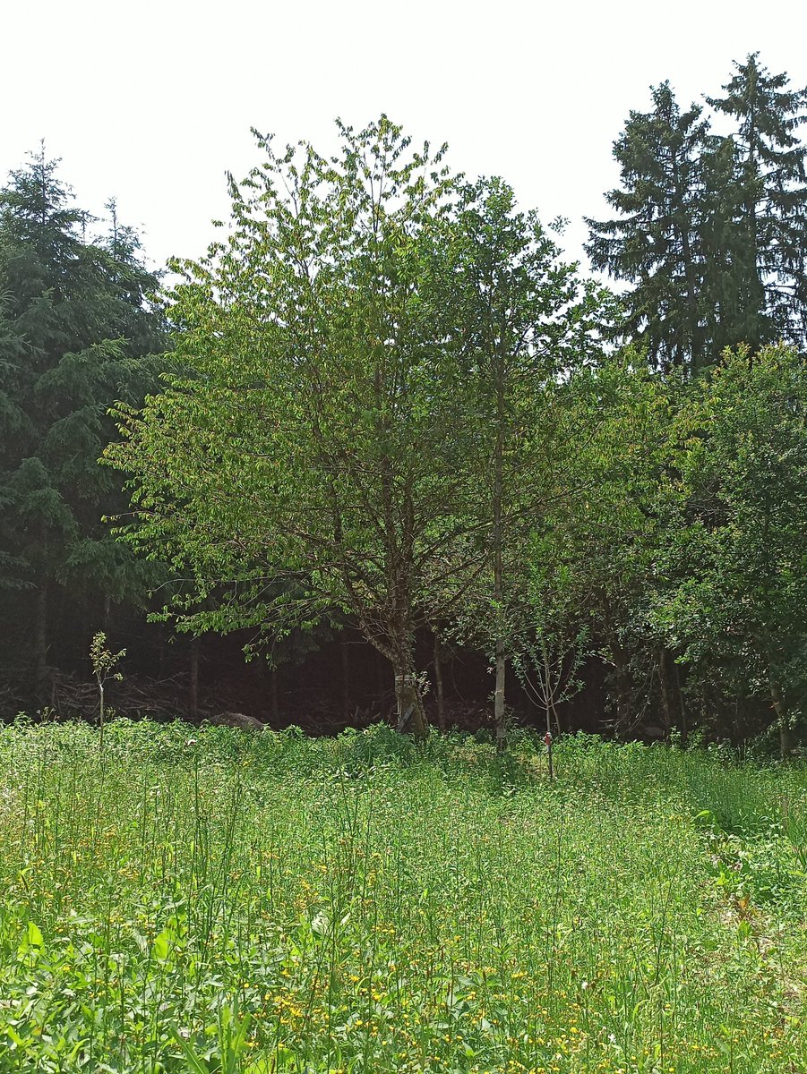 Surproduction, pilonnage, surconsommation des ressources naturelles… Pour éviter cela, nous avons choisi l’impression à la demande afin d’affiner la gestion des stocks et de limiter les gaspillages, tout en continuant à produire des livres 📚🌳🌍
#ecologie  #edition