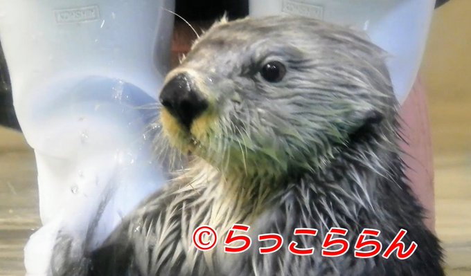 鳥羽水族館のtwitterイラスト検索結果 鳥羽水族館のtwitterイラスト検索結果