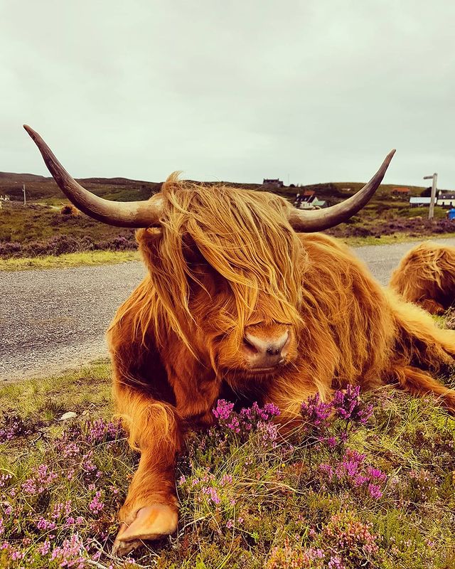 NorthCoast500's tweet photo. Happy #coosday It looks like this coo was not in any mood to get their picture taken 🐮
.
📸 https://t.co/gfKOlZgHst https://t.co/kOwFhjdbLt
