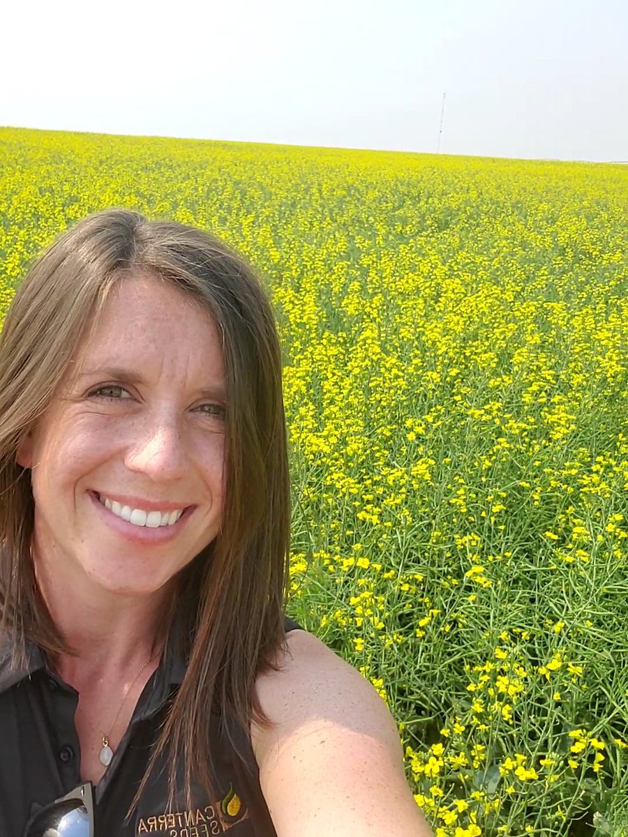 Oh hey, <a href="/canterraseeds/">CANTERRA SEEDS</a> CS300 TF. This 🌟new🌟 Canterra TruFlex variety is really showing off in Southern Alberta under irrigation!