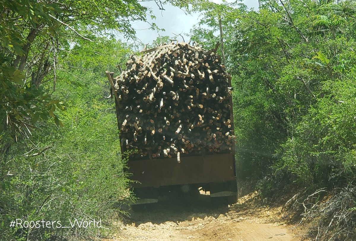 DamionWhyte8's tweet photo. The #YamFarmers need these sticks for their yams. The fishermen need these sticks to for their #FishPots.
We have to put in measures to reap this priceless resource sustainable without destroying the livelihoods of the fishermen and yamfarmers while protecting the forest. https://t.co/FLo9Wl6cPc