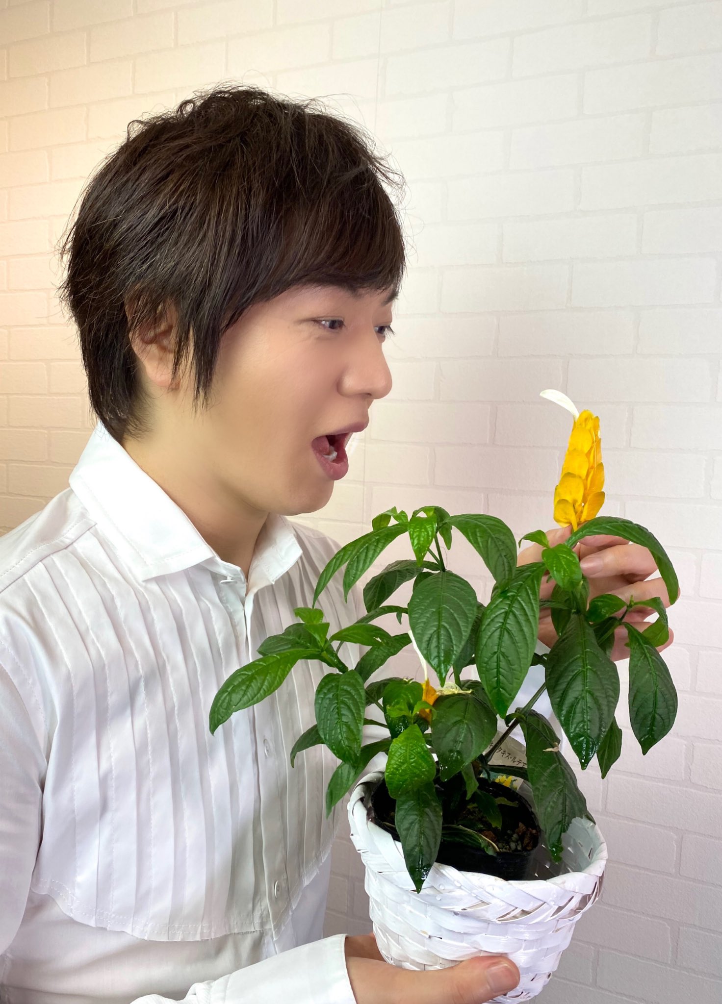 Twitter 上的 竹島宏スタッフ 公式 パキスタキス ルテア 花言葉は 美しい娘 見つけた時思わず二度見 笑 ナント個性的な 大切にしていたのに花穂 がポロッと ショック 今日も１日お疲れ様でした ひろネット 花便り 花言葉 花 Flower 花を贈