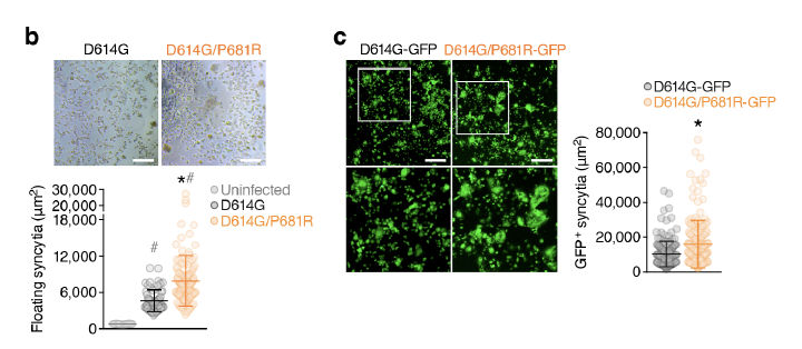 angie_rasmussen's tweet photo. And that's exactly what Saito and colleagues found. When they looked at a virus with just the P681R mutation, they found an increase in syncytia formation. Syncytia are basically a bunch of cells getting stuck together because of out of control membrane fusion. https://t.co/vAUaicoEgT