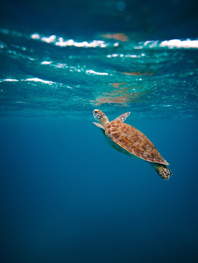 Try to be like a turtle: 

Just trust the current and just go with the flow 🐢

ow.ly/WnYS50FtlV2