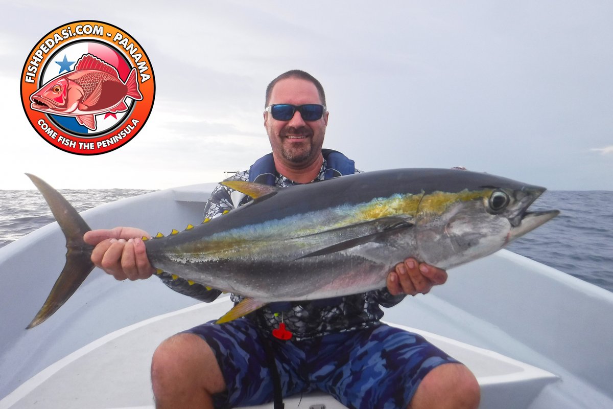 SamTheBigFish's tweet photo. ITS TUNA TIME!! This is the best time of year to find the tuna here in Pedasi. The rains bring them much closer to shore and we experience some fantastic sport with these highly desirable creatures! #fishpedasi https://t.co/tRef0alhxR