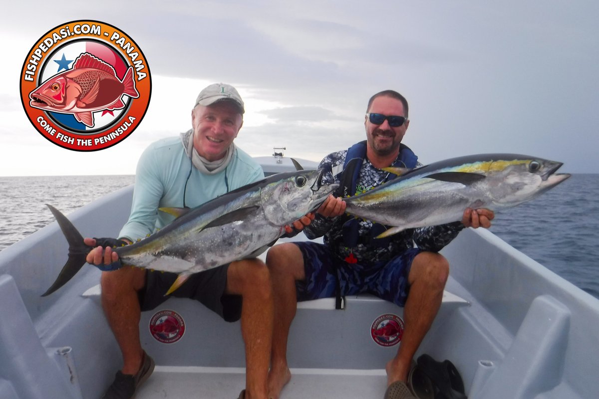 SamTheBigFish's tweet photo. ITS TUNA TIME!! This is the best time of year to find the tuna here in Pedasi. The rains bring them much closer to shore and we experience some fantastic sport with these highly desirable creatures! #fishpedasi https://t.co/tRef0alhxR