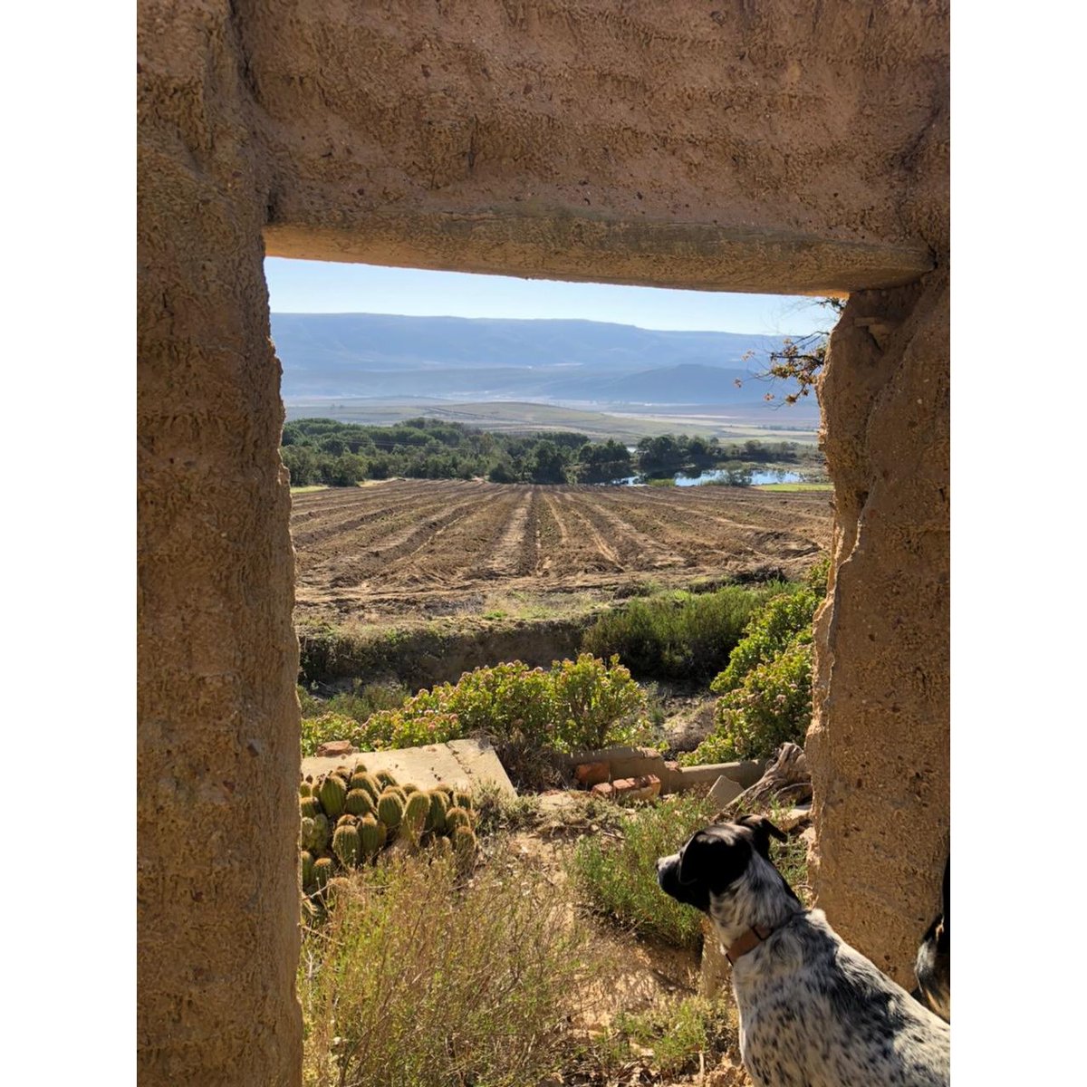Sacha looks out on the valley from the old farmhouse.
#farmlife #farming #southafrica #nature #theoutdoors #landscape #dam #guestfarm #weddingvenue #travel #adventure #views #karoo #koovalley #bassfishing #cottage #holidays #getaways #cottages #selfcatering #hottubs #horseriding