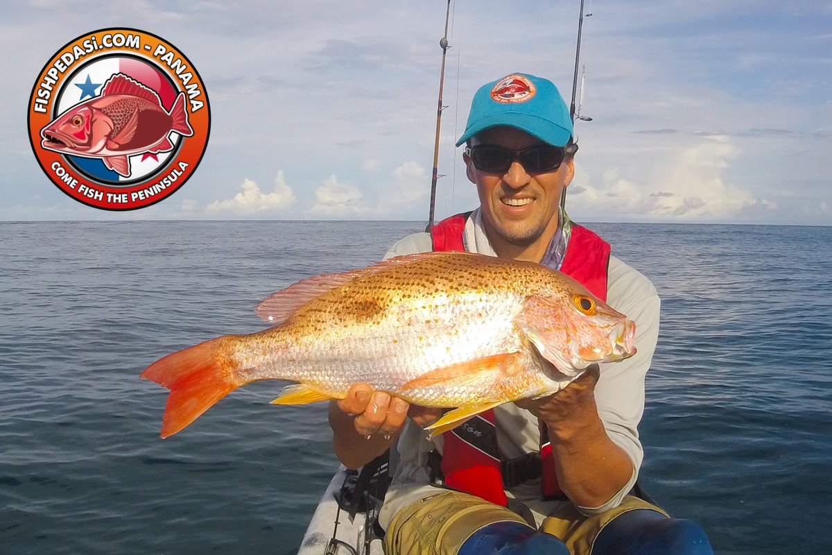 SamTheBigFish's tweet photo. Snapper fishing on the reefs has been great on the jigs recently. These fish fight so hard and eat so well! What's not to like! #fishpedasi https://t.co/U5CCT5o4Dc