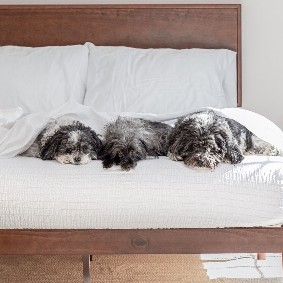 LinenFit's tweet image. Our no-budge #technology was made with restless, fluffy sleepers in mind. The best part? They're easy to #clean 🐶 #LinenFit