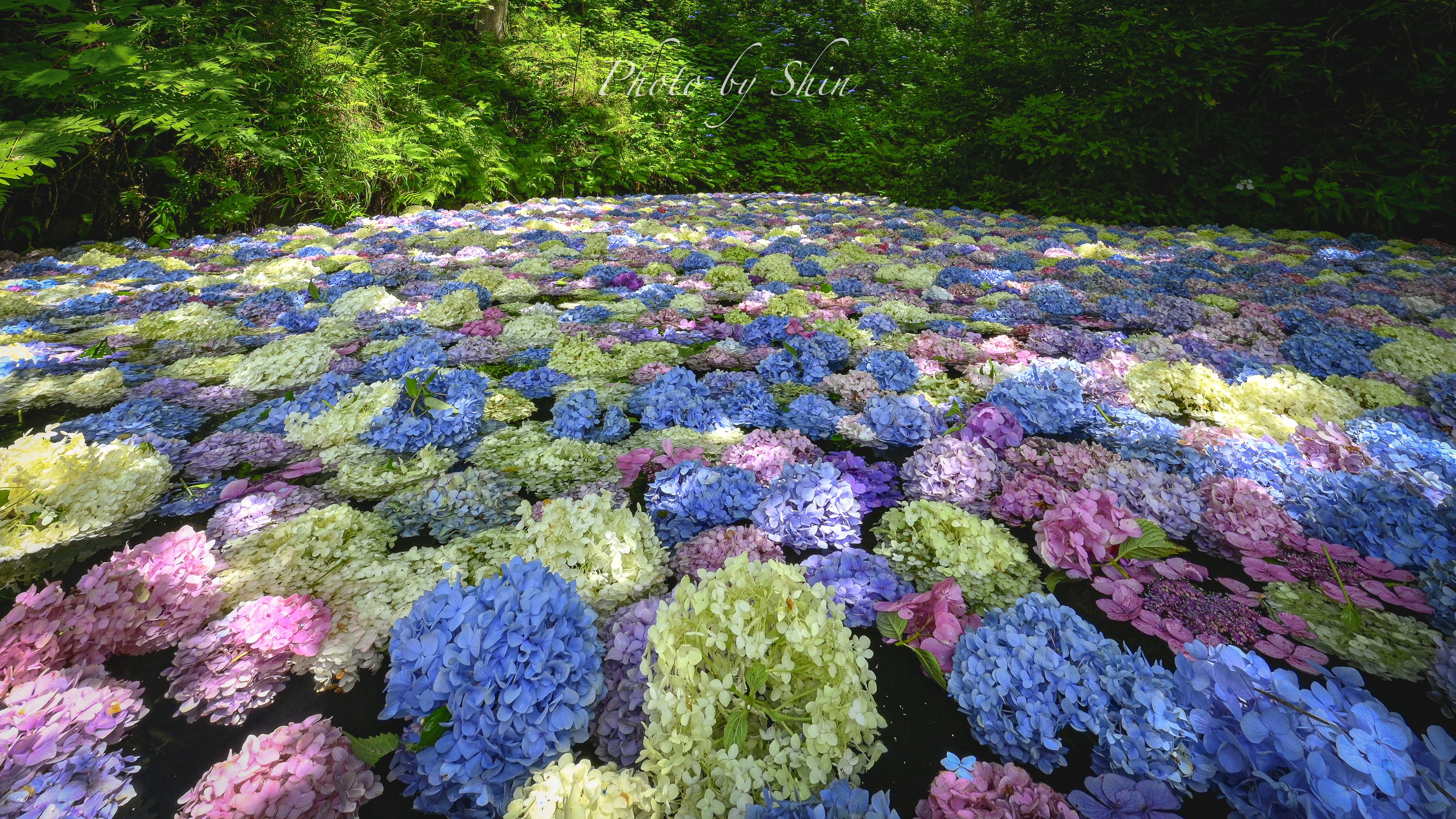 Shin 421 今年のあじさい池は２０日から２５日まで Iiiwate 紫陽花 みちのくあじさい園 岩手の四季 T Co D7hi6yuczv Twitter