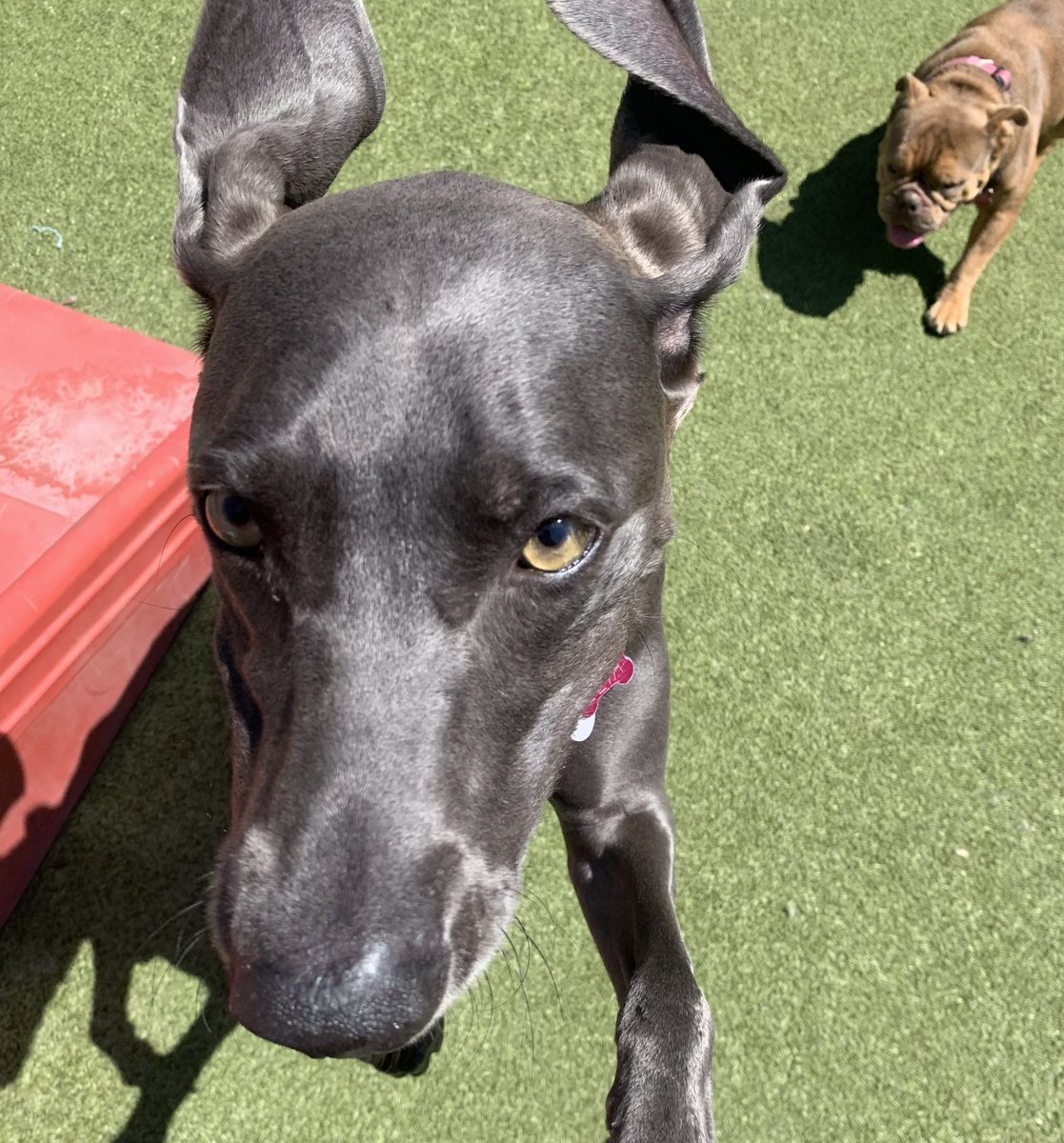 CampBowWowSC's tweet photo. Here at camp…we can defy gravity!
#defygravity #doglife #happydogs #dogs #doglovers #dogsoforangecounty #campbowwowsanclemente #lagunabeach #sanclementedogs #sanclemente #danapoint #orangecounty #orangecountydogs #dogsofinstagram #tuesdayvibes #tuesday #dogsoftwitter https://t.co/JXsF3Uit4j