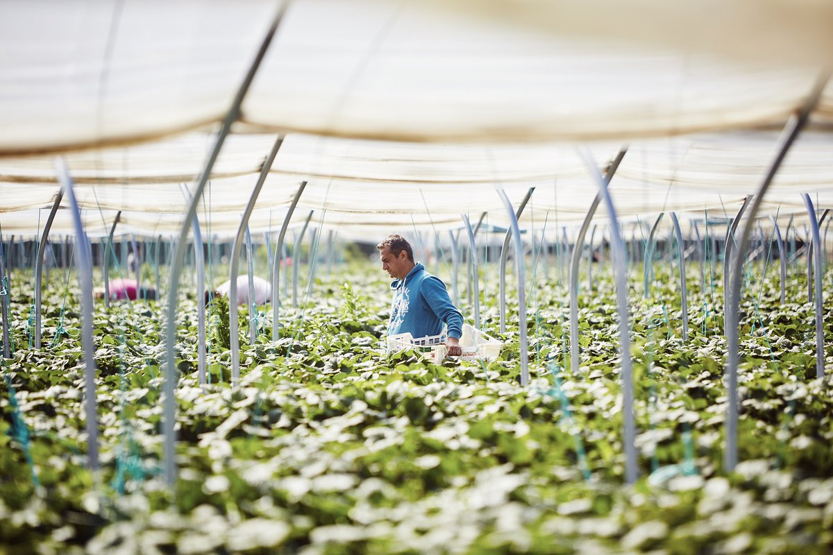 Ben jij werkgever en heb jij arbeidsmigranten in dienst? Wijs hen dan op Workinnl.nl voor praktische informatie over werken in Nederland. De website is beschikbaar in het Nederlands🇳🇱, Engels, Pools🇵🇱, Roemeens🇷🇴, Spaans🇪🇸 en Bulgaars 🇧🇬 
#rightsforallseasons <a href="/EU_ELA/">European Labour Authority</a>