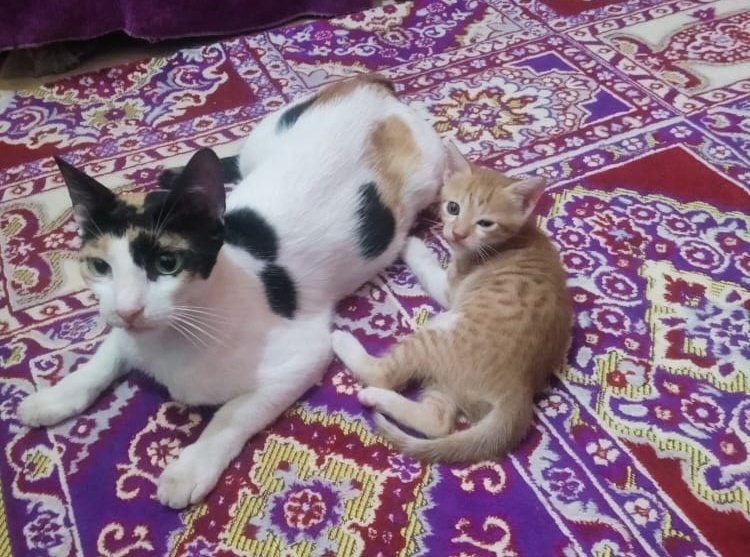 ___bassem's tweet image. رجعت من الجيش لقيت القطة دي و أول مرة أشوفها ولدت عندنا 4 قطط وكانت مش بتقدر تمشي على رجليها حاولت أمسكها عشان اروح لدكتور كانت بترفض حد يقرب منها سألت أكثر من شخص أعالجها ازاي لحد ما قالي محتاجة كالسيوم كتير فأهتميت بيها ولما رجعت الجيش عرفت أمي تعمل ايه ليها والحمدلله بقت كويسة