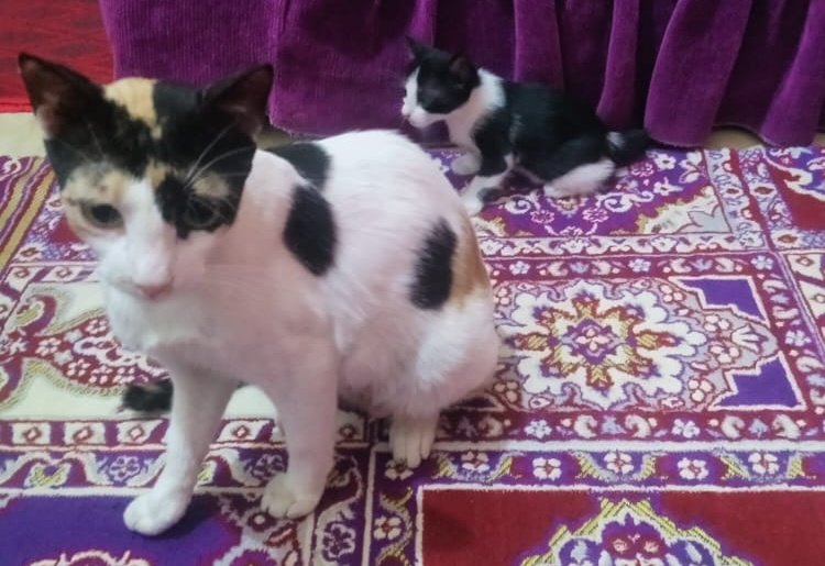 ___bassem's tweet image. رجعت من الجيش لقيت القطة دي و أول مرة أشوفها ولدت عندنا 4 قطط وكانت مش بتقدر تمشي على رجليها حاولت أمسكها عشان اروح لدكتور كانت بترفض حد يقرب منها سألت أكثر من شخص أعالجها ازاي لحد ما قالي محتاجة كالسيوم كتير فأهتميت بيها ولما رجعت الجيش عرفت أمي تعمل ايه ليها والحمدلله بقت كويسة