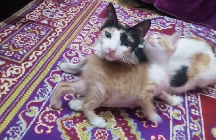 ___bassem's tweet image. رجعت من الجيش لقيت القطة دي و أول مرة أشوفها ولدت عندنا 4 قطط وكانت مش بتقدر تمشي على رجليها حاولت أمسكها عشان اروح لدكتور كانت بترفض حد يقرب منها سألت أكثر من شخص أعالجها ازاي لحد ما قالي محتاجة كالسيوم كتير فأهتميت بيها ولما رجعت الجيش عرفت أمي تعمل ايه ليها والحمدلله بقت كويسة