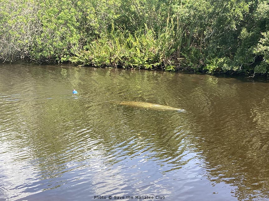 savethemanatee's tweet photo. Today we assisted our partners from @myfwc, @Seaworld and @USGS with the release of manatee "Avena". She was rescued in March in Brevard County where she was found in poor body condition. A satellite-tag will monitor her movements.
Activities conducted under permit #MA770191 https://t.co/SeOjjnBNWk