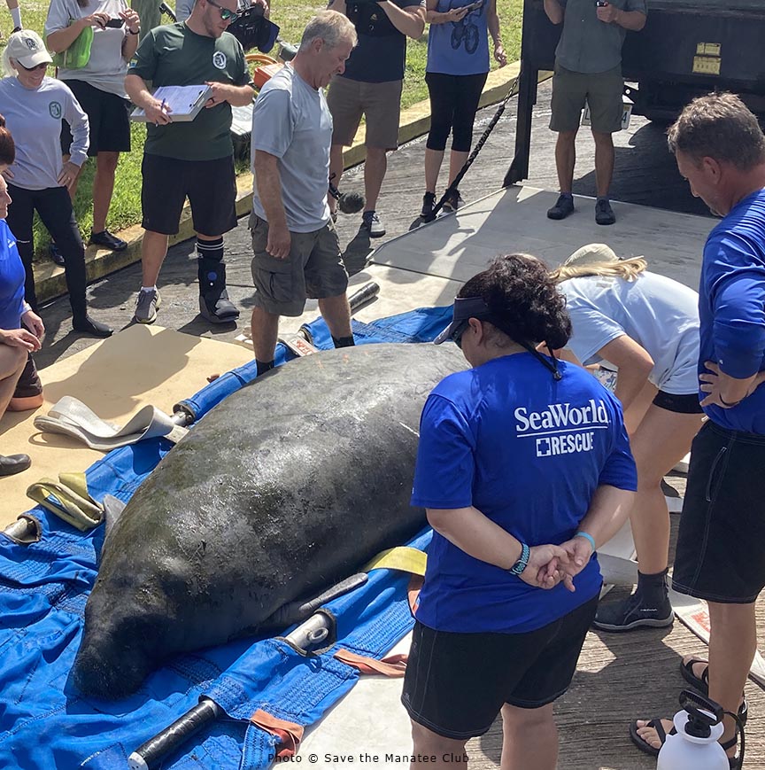 savethemanatee's tweet photo. Today we assisted our partners from @myfwc, @Seaworld and @USGS with the release of manatee "Avena". She was rescued in March in Brevard County where she was found in poor body condition. A satellite-tag will monitor her movements.
Activities conducted under permit #MA770191 https://t.co/SeOjjnBNWk