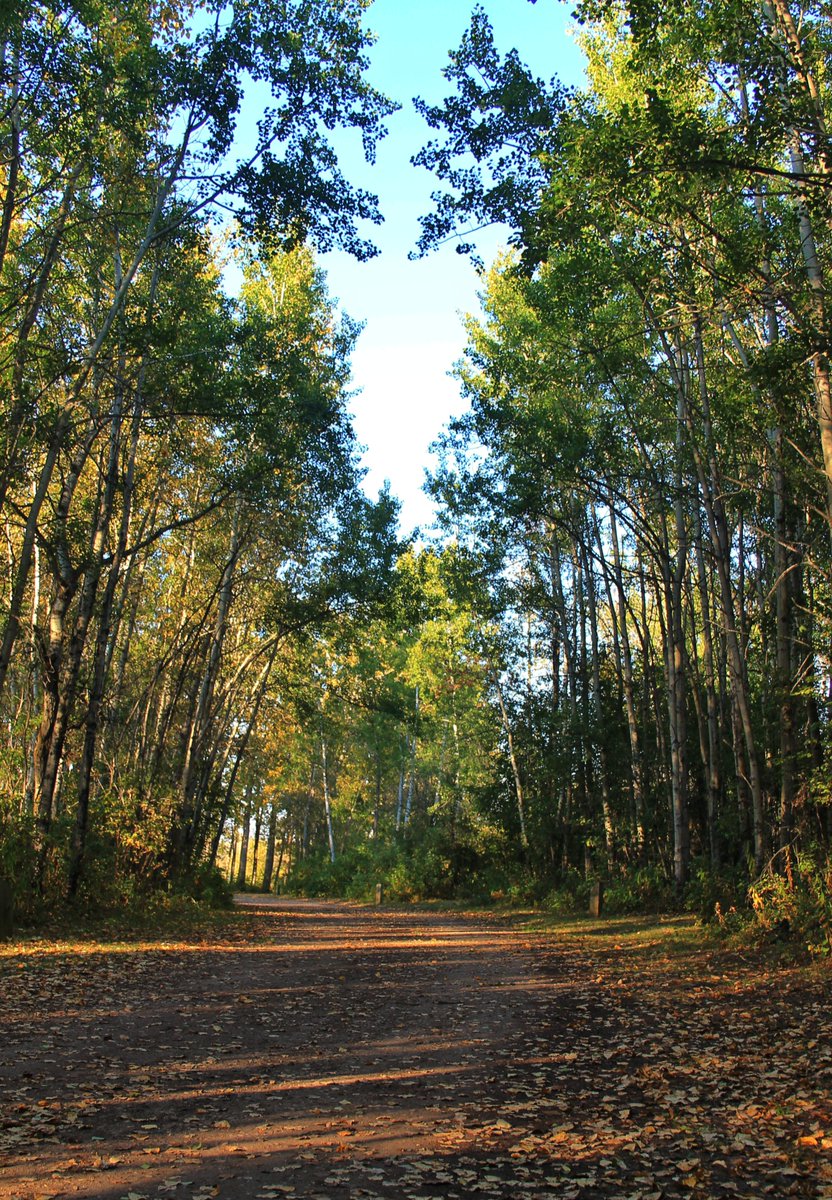 FREE WEBINAR FRIDAY, JULY 23 <a href="/StettlerCounty/">County of Stettler</a>: Preparing Your Trees for Fall with guest Toso Bozic! 1:00 PM - Join via Zoom: 
stettlercounty.ca/zoom