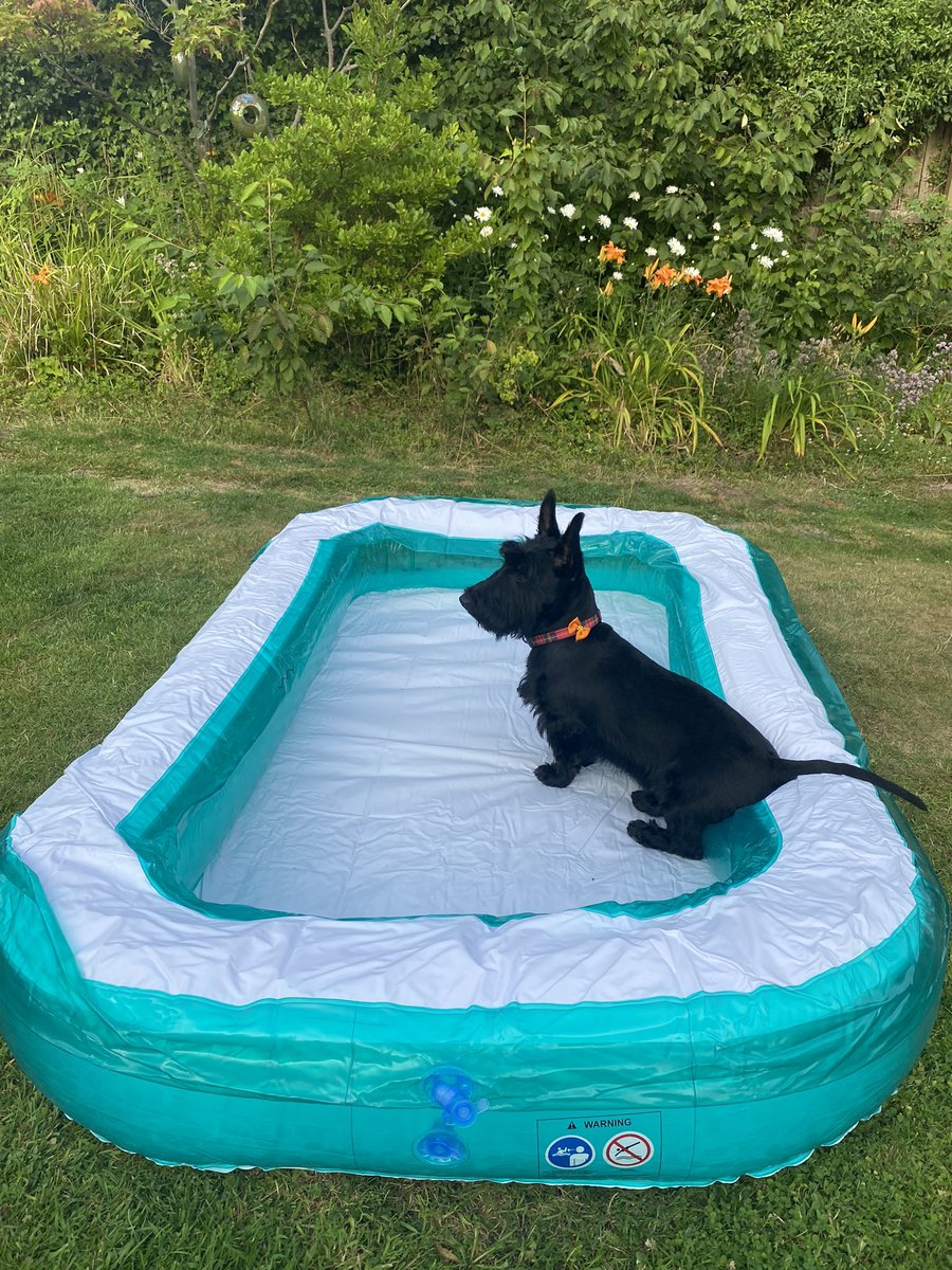 littlewood_mark's tweet photo. Had to buy a new pool because someone (definitely not a little Scottie named Rory) put a few little holes in the last one! 😂😂
Ruby was too excited to wait for the water to go in 🤣🤣
#CairnTerrier #ScottishTerrier #PoolDogs https://t.co/7Lv72gvvhw