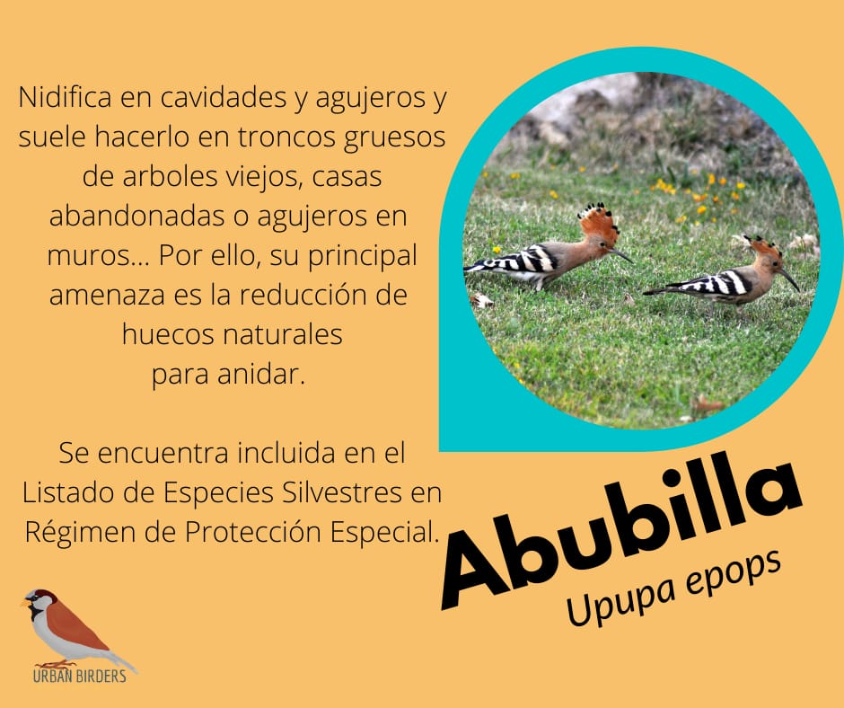 ¡Buenas tardes birders! 👋

Hoy en nuestro ¿Sabías que…? os traemos una de las aves más populares de la España mediterránea. Su cresta la hace inconfundible. ¿Lo sabéis ya? Hablamos de la abubilla. 😜

Para conocer un poco más sobre ella echad un ojo a la publicación de hoy! 👀