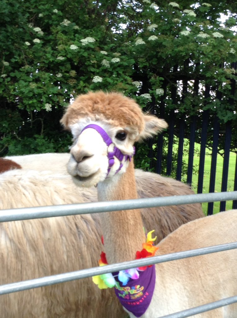 DisplayWBJS's tweet image. Huckleberry enjoyed his first day at school @WBJJuniorSchool