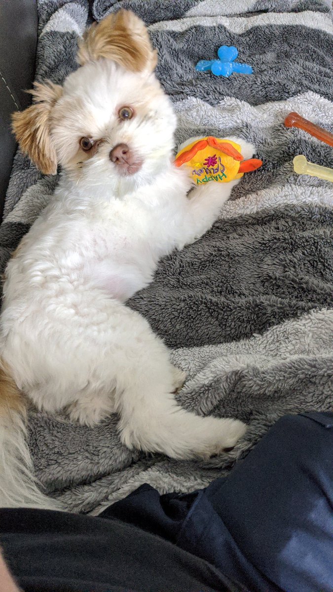 Dad!  I'm playing with my squeaker.. jeez