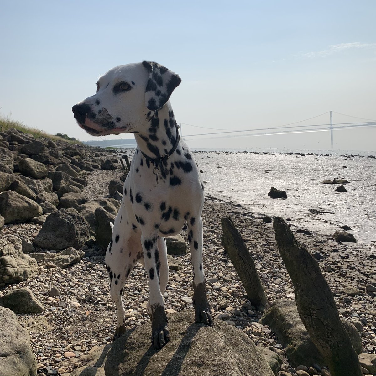 Next stop the car, and where is the Mud Daddy, yep it's at home 🤣 My #muckypup Cora 😍

#corathedalmatian #humberbridge #riverhumber #yorkshirewoldsway #Yorkshire #expansion #bridge #River #dalmatian #mygirl #muddy #dogsoftwitter #dogwalk