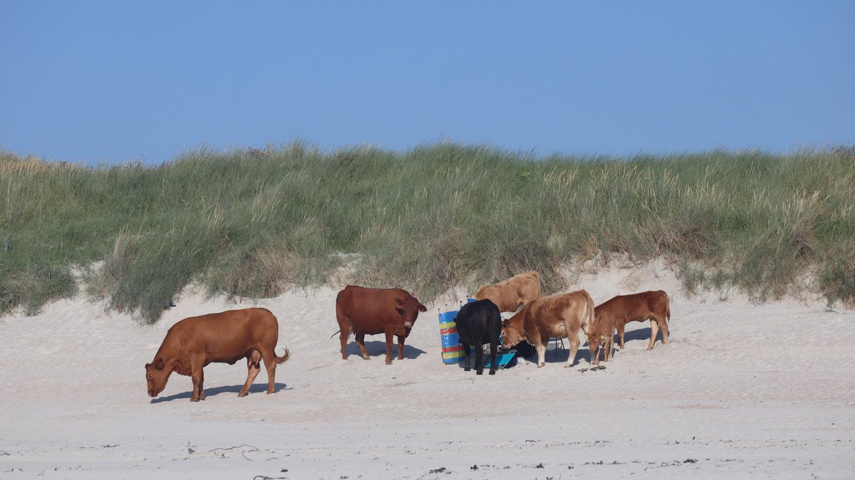 AnnBruen's tweet photo. See what happens when you leave your stuff unattended on CarrickFinn Beach?  

#carrickfinnbeach #donegal #staycation #beachcows https://t.co/BxXoL8C5ni