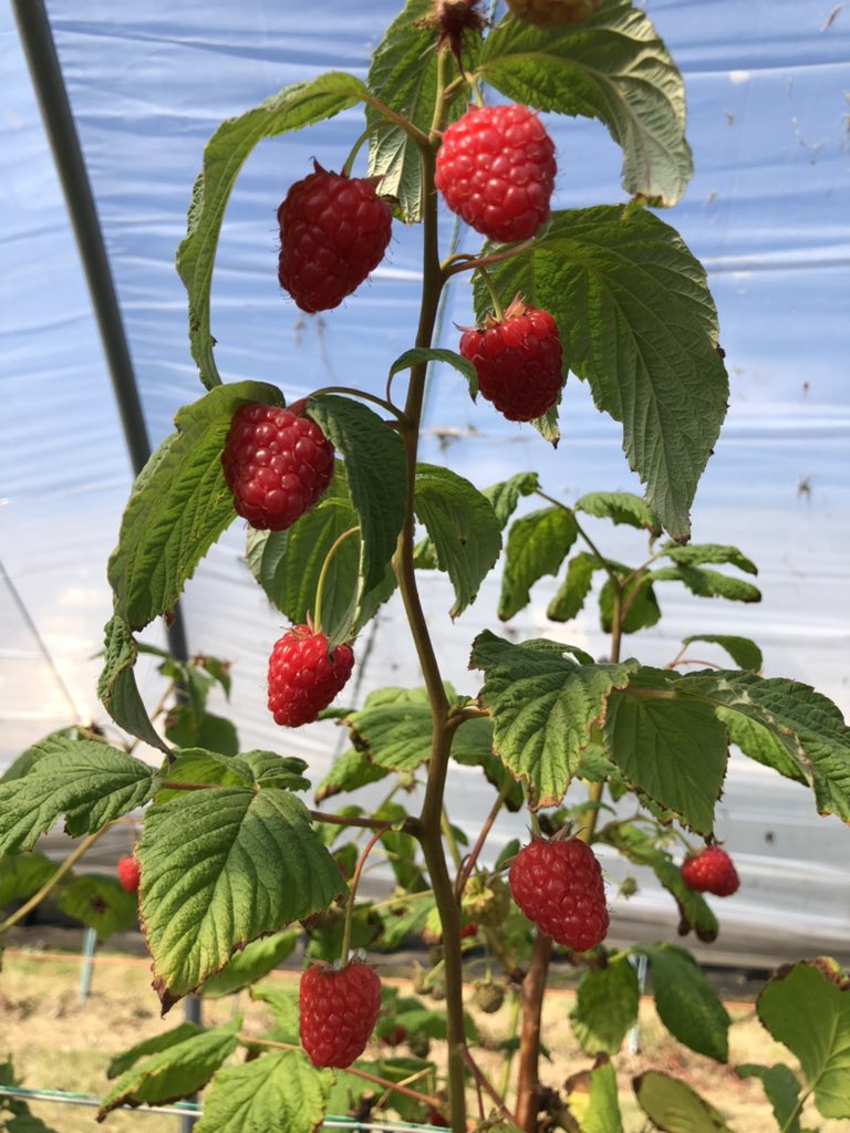 globalplantgen's tweet photo. The #raspberry variety Lewis (Bonnie Lewis in the USA) is best known as an early season #primocane type. However, growers in the right conditions can also benefit from its #floricane crop. It delivers good #yields of nice sized #berries with incredible #sweetness, a Brix of 14% https://t.co/qcf7HlVXj1