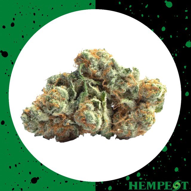 Cliffords bark isn’t as bad as his bite! 🐕 

Clifford is a sativa with a cheese-like aroma and is perfect for a mid-afternoon pick me up. 🌿