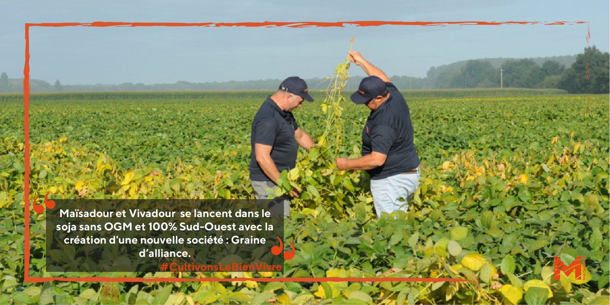 Maisadour's tweet photo. Maïsadour et @vivadour se lancent dans le soja sans OGM et 100% Sud-Ouest pour approvisionner le marché de la nutrition animale avec la création d'une nouvelle société : Graine d’alliance.🌱
#CultivonsLeBienVivre #Maisadour #CooperativeAgricole #SudOuest #grainedalliance #soja https://t.co/BK5mZfp7Rl