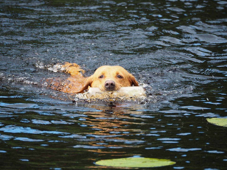 CA_Waterkeepers's tweet photo. As #SwimmableCA Day comes closer on July 25, Californians need to know if, & where, it’s safe to swim. @HealtheBay sponsored bill #AB1066 will identify & recommend monitoring for priority freshwater recreation sites so that we can all safely cool off: https://t.co/b8vafVTFIV. https://t.co/T1jhUXv7a3