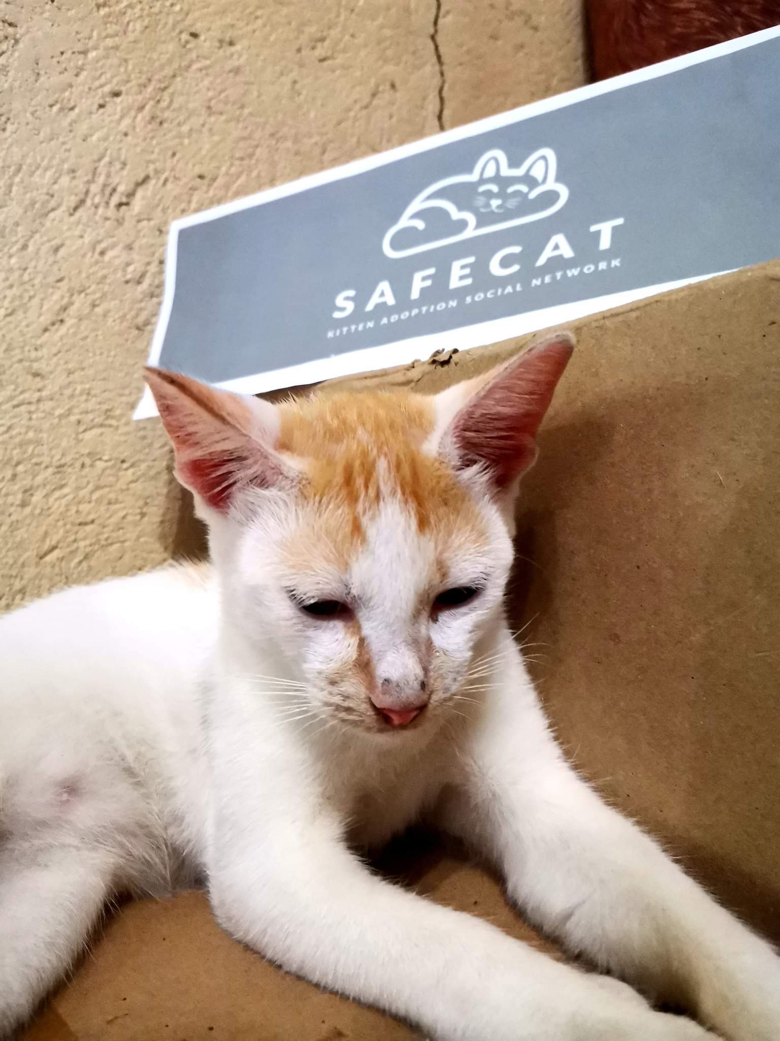 Safecat online