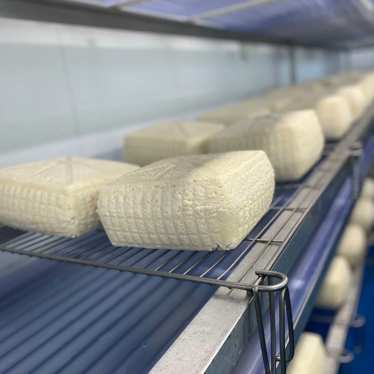 Exciting week at The Traditional Cheese Dairy.
Our first make of The Lord Of The Hundreds in the new factory!
#handmadecheese #localcheese #localfood #artisancheese