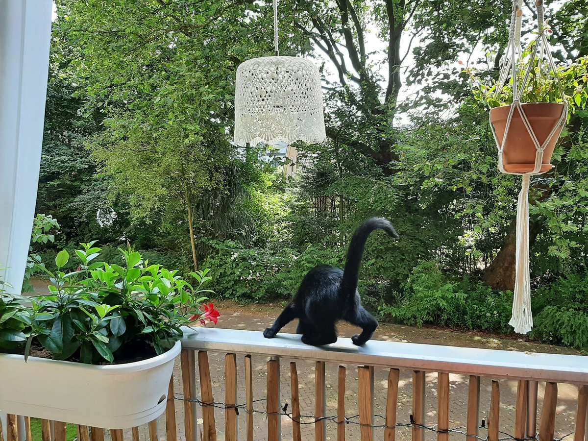 Transgender fase 2.0: eerst van vrouw naar man, nu van kitten naar aap 🤦‍♀️🌈