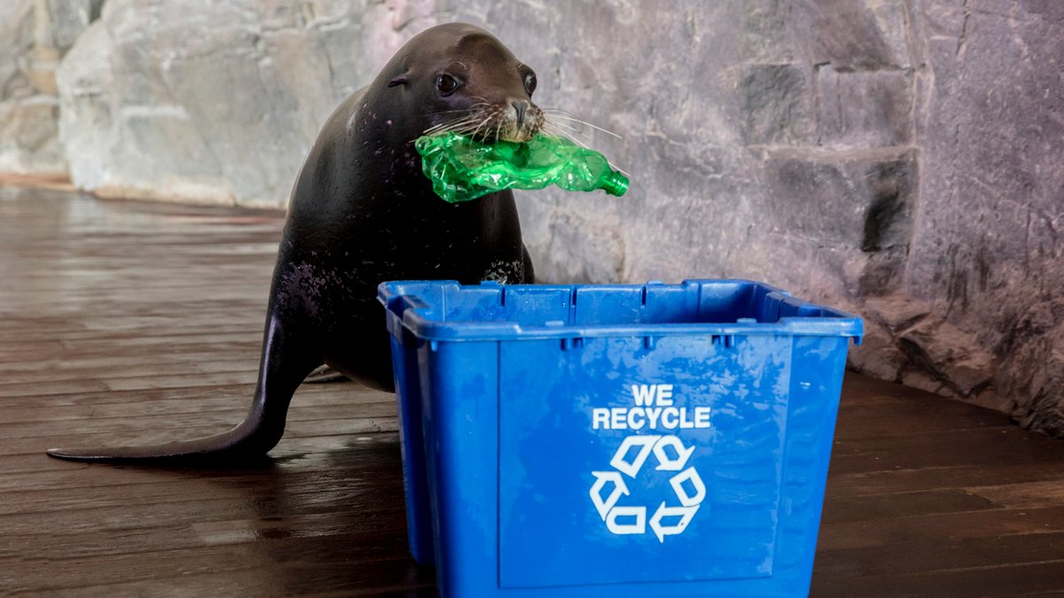 shedd_aquarium's tweet image. We're halfway through #PlasticFreeJuly! Check out the events coming up tomorrow for a plastic-free-packed Wednesday: (1/2)

♻️ #LetsSheddPlastic with Chicago Restaurants: shedd.link/3eC46eN

♻️ Virtual Teen Workshop: Preventing #PlasticPollution: shedd.link/3hNuMeH