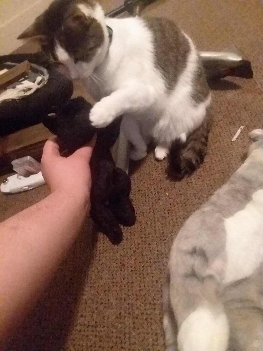 itsJJMonty's tweet photo. Himbo is very concerned about this kitten I brought home https://t.co/9MLBZbAL07