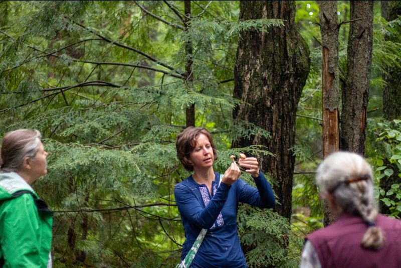 'Curious About Mushrooms' zoom talk tonight - mailchi.mp/5a3381de71eb/m…