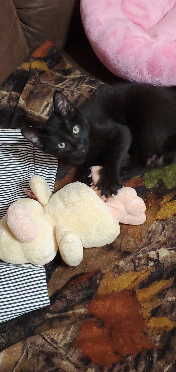 This is our new brother...Nyx. I definitely don't like him much rite now! Maybe one day I'll want to play with him.