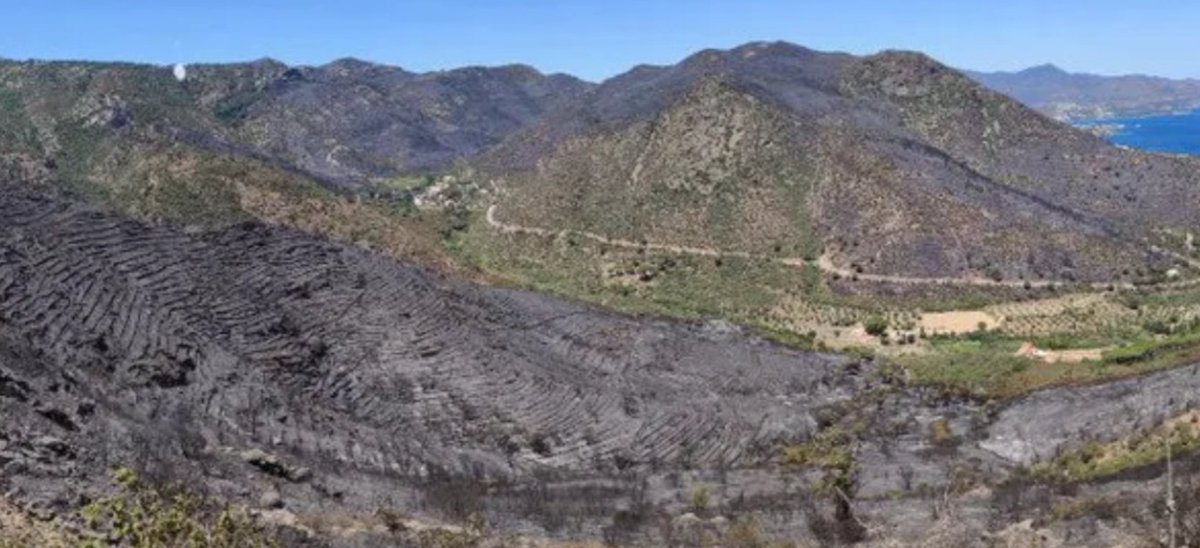 xarxaforestal's tweet photo. Cada nou incendi forestal "descobreix" que habitem paisatges culturals
Els hàbitats "naturals" que ens envolten en qualsevol entorn mediterrani són el resultat d segles d transformació antròpica
La no intervenció (l'abandó) és una altra opció socioeconòmica mes
#IFLlançà #vinya https://t.co/iLp3EgxS3F